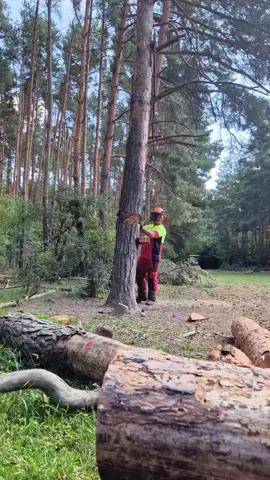 #CapCut #stihl462 #stihlpower  #forstwirtschaft #timberfaller #stihl #forestry # #stihlchainsaw #holzfäller #fyp #forestwork #lumberjack #lumberjackstyle #forest #forestlife #forestwork #fakitermelés #erdeimunka #woodwork #wood #bucheron #foryour #foryoupagе #loggerlife #videos #fyp 