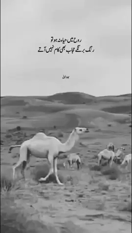 Apni Biwi✅👐🙏 please tictok team unfreeze my account 🙏#motivation #motivation #fyp #newlines #motivation #unfrezzmyaccount 