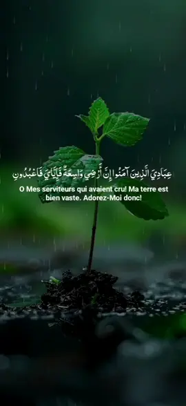 reposé vôtre ouï et votre cœur récitation quran belle voix par Abdullah mattrood  #million #quran_alkarim #قرآن_كريم_راحة_نفسي #quranrecitation #vira #fyp 