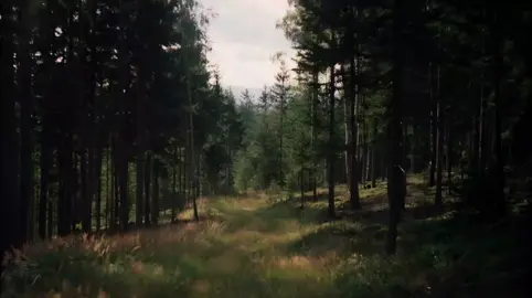 Lord Huron 🤎✨️ #meetmeinthewoods #lordhuron #music #lyrics #fy #fyp #pinterestaesthetic #cttopictures 