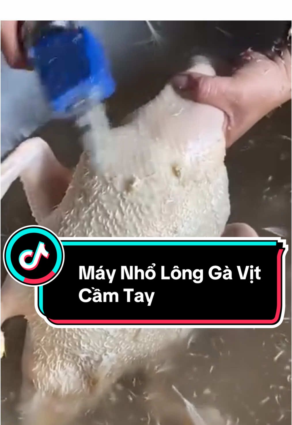 Máy Nhổ Lông Gà Vịt Cầm Tay #maynholongvit #maynholongmangvit #maynholongvitcamtay #maynholongmang #giacam #nauan #noitro 