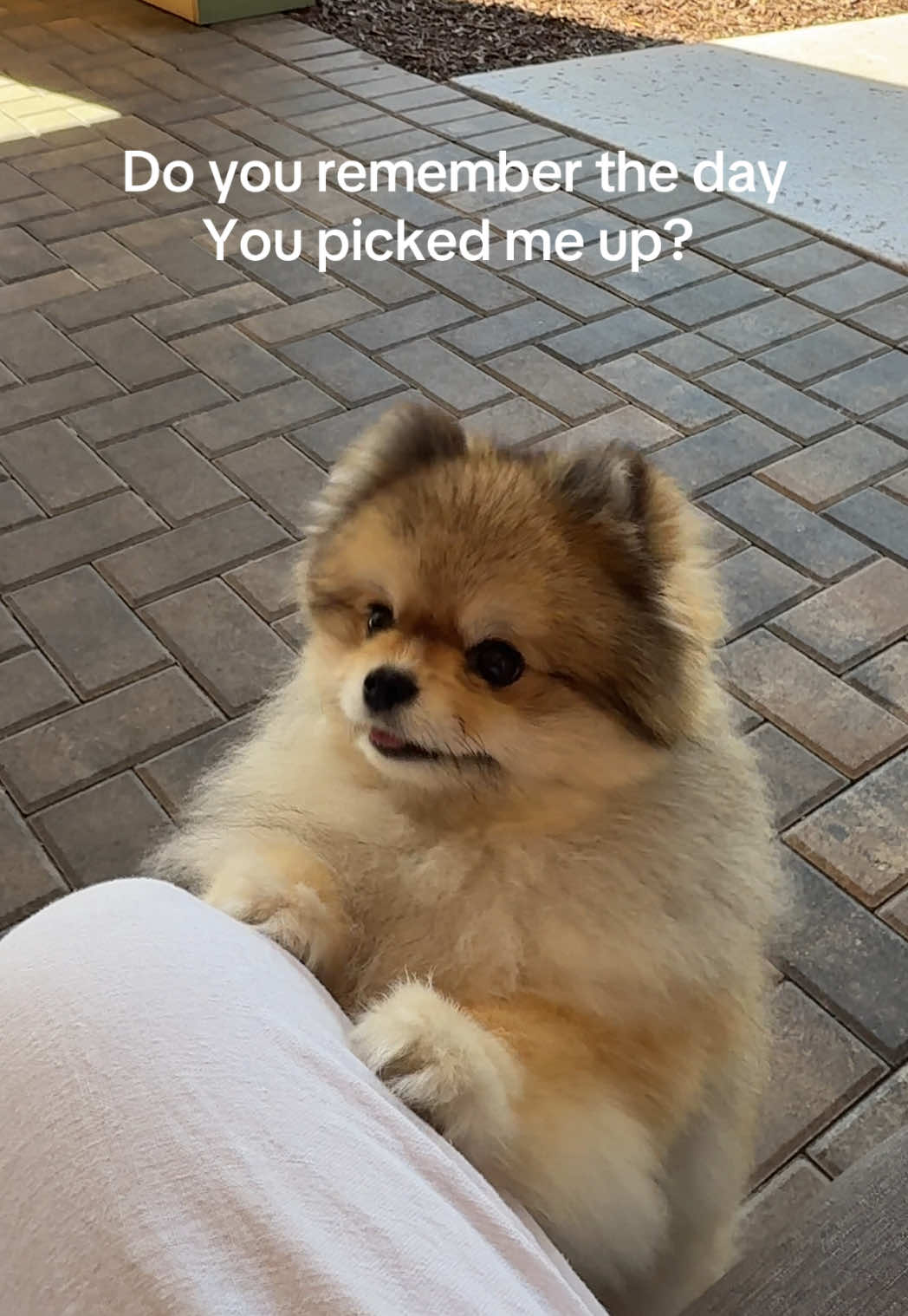 She was so scared 😭 I actually sobbed that night because I felt so awful taking her from the only life she had ever known. But now I think we’re both so grateful to have found each other 🥹💗 #pomeranian #iremembereverything #orangesablepomeranian 