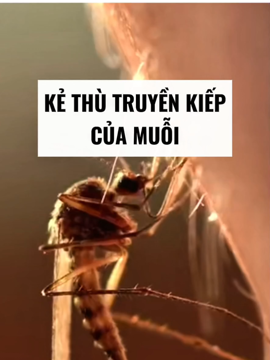 Sáp thơm tinh dầu sả quế  sang chảnh, thư giãn đuổi muỗi, côn trùng  #sapthom #tienich #duoimuoi #xuhuong 