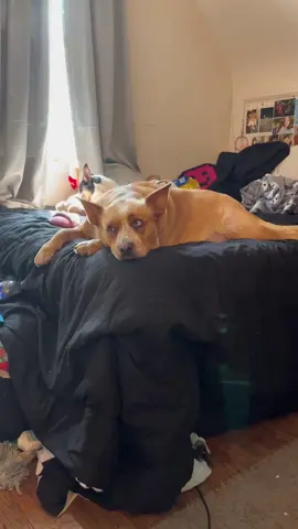 don’t mind my messy bed #mybestfriend 