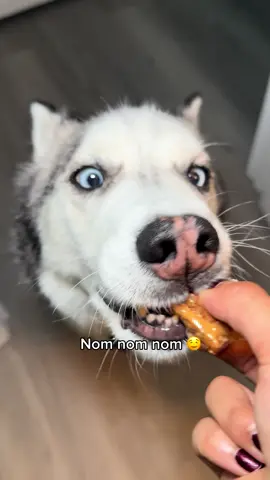 Sharing is caring 🙂‍↕️🩵  #huskies #siberianhuskies #husky #huskylover #huskytalk #huskysoftiktok #talkingdog #dogeating #dogasmr #dogvideo #sassydog #sharingiscaring #spoileddogs #cutedoggo #doggielove #funnydogvideos #dogtok #dogmom #foryouuu 