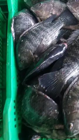 East Africa Ugandan fresh fish available wholesale price only 9500 location mukono town #foruyou #fishing #fyppppppppppppppppppppppp #tiktok #viralvideos 