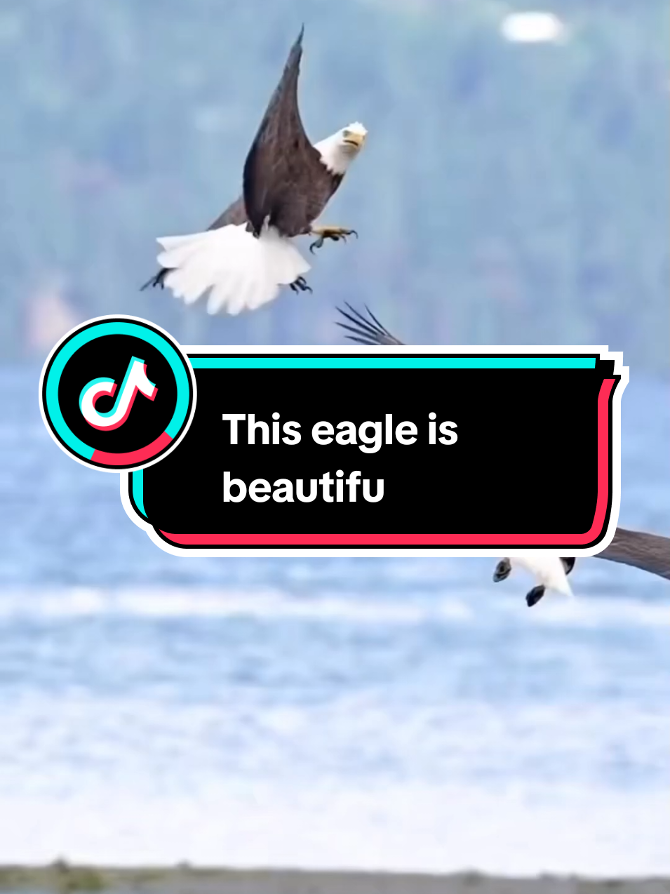 This eagle is beautiful🦅🪽💞@SmileeHere88 #foryoupage #Love #fyp #viral #trending #1million #eagles 