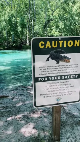 #swimming #gators #floridasprings #fyp #Outdoors #hiddengems #florida 