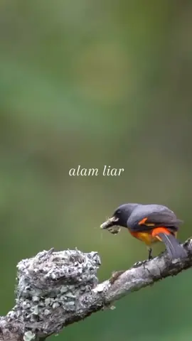 cantik dan terpesona, populasi burung ini masih banyak ditemui , biasanya berada di pohon tinggi seperti albiso. #masteranburung #mantenan #mantenangunung #mantenanjawa #alamliar 