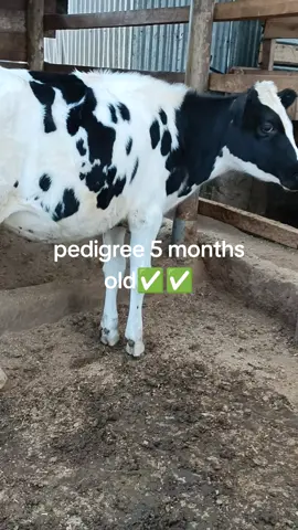 pedigree 5 mnths old calf available for sale @jackfarm/0710581798 #farmlife #kenyansinuk🇬🇧🇬🇧 #viralvideos #kenyantrends #dairyfarming 