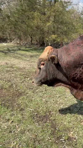 #rufusthebull #redfordthebull 