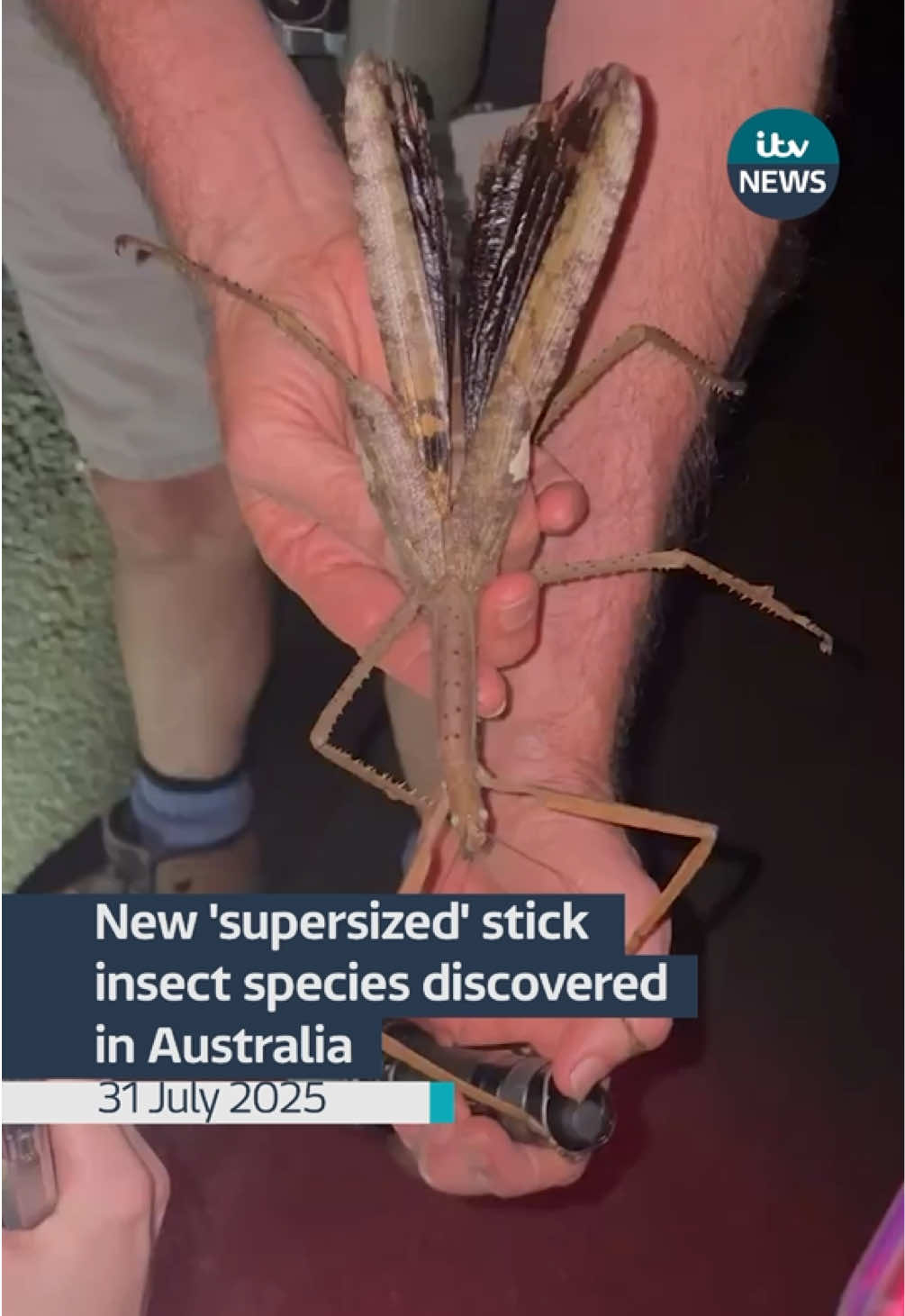 A new ‘supersized’ stick insect has been discovered in a rainforest in Australia #itvnews #australia 