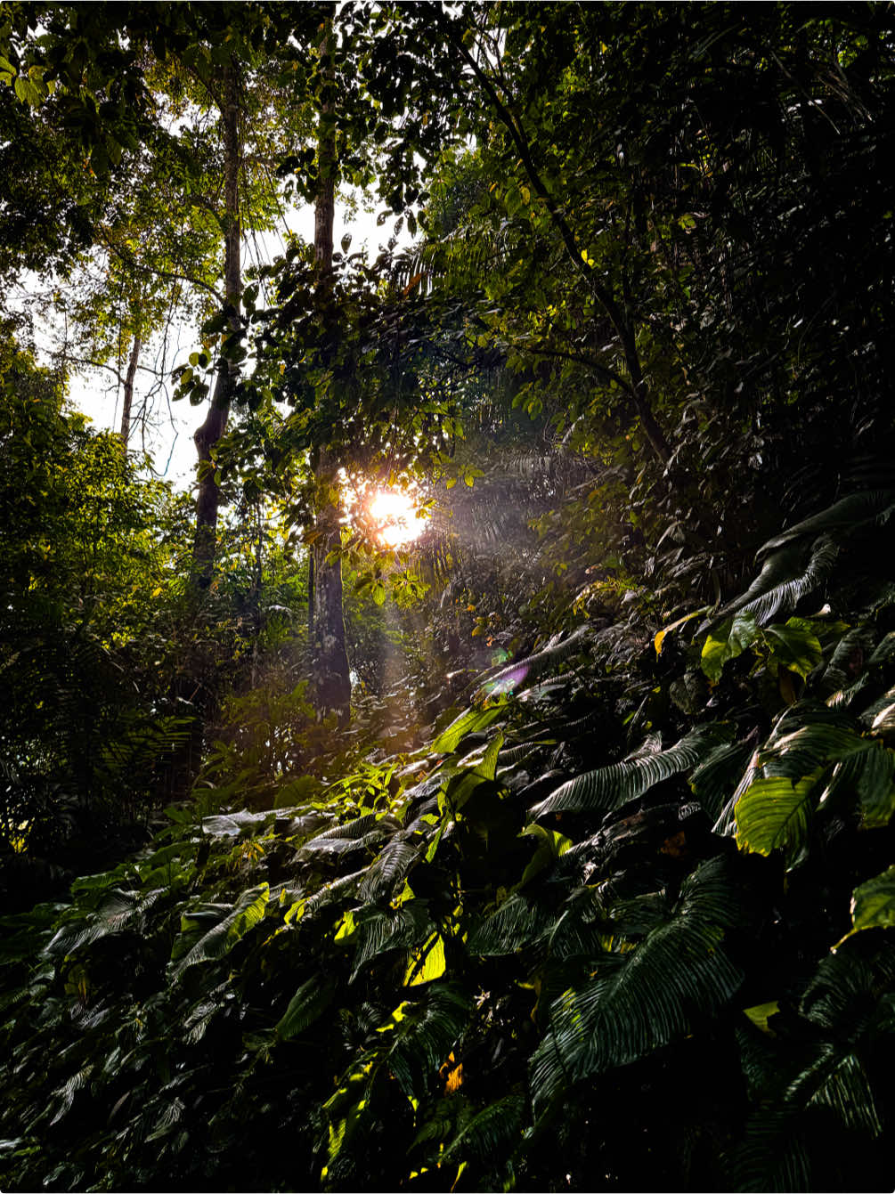 🌳🚶🏻🍃🎶 #sunrise #forest #tahurabanten #hutan #alam 