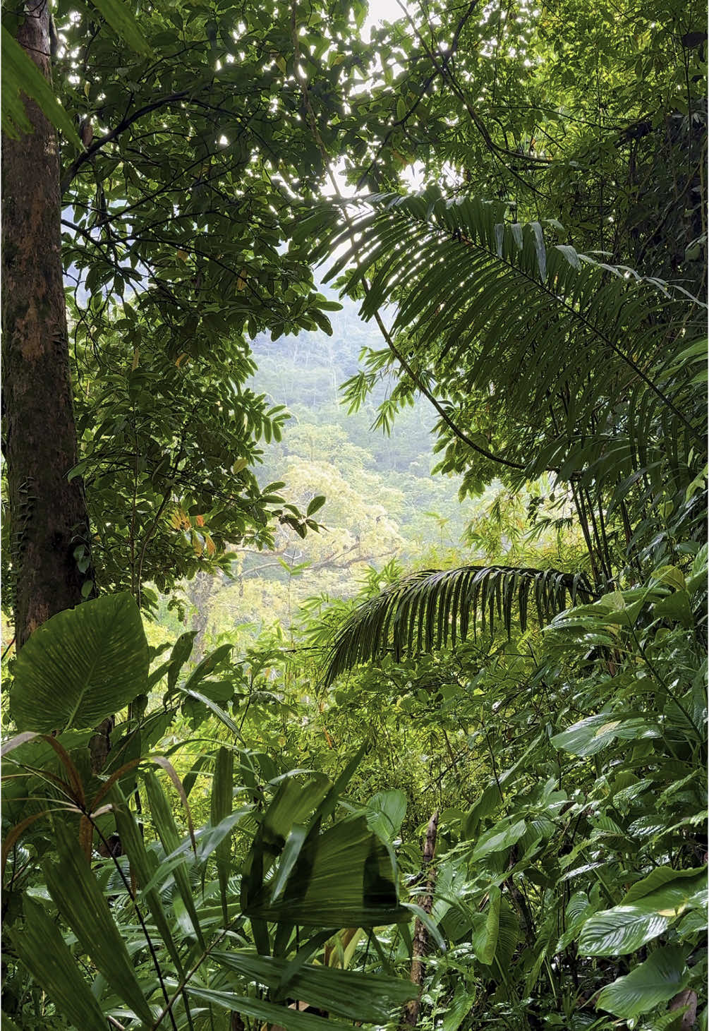 🐒🌳🚶🏻 #sunrise #forest #tahurabanten #hutan #monyet 