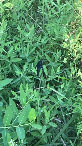 Lookkkkk at this butterfly it’s so cool that beauty is all around us and that we can see it if we stop and look #butterfly #fyp #outside #bugs #pretty 