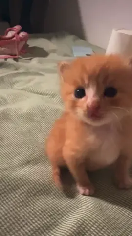 🥰#catbaby #cat #kitten #cute #catlover 