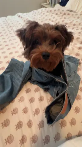 Jeans are passed down from parents to offspring.  #jeans #yourcutejeans #offspring #sydneysweeney 