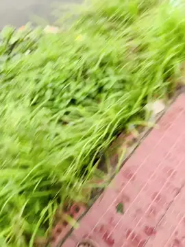 কথা অন্তরে লাগে 