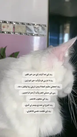 ✨ #hernameisperla #foryoupage #قطتي #pourtoii #cattok #tiktokdz #explore 