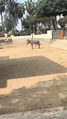Alguien está pensando y extrañando a su cebrita hembra😂🦓 #parquedelasleyendas #lima ##peru🇵🇪 #viral #tiktok  #paratiiiiiiiiiiiiiiiiiiiiiiiiiiiiiii  #animales #cebra #fyp 