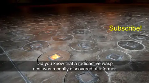 Radioactive Wasp Nest Found at NUCLEAR BOMB Site!

Did you know that a radioactive wasp nest was recently discovered at a former nuclear bomb-making site?  Workers at the Savannah River Site in South Carolina stumbled upon this alarming find during routine radiation checks.  Incredibly, the nest had radiation levels ten times higher than federal regulations allow.  Fortunately, the nest was quickly removed and disposed of as radioactive waste. However, the discovery sparked concern from watchdog groups who demanded more transparency regarding the source of contamination. While officials claim there's no leak from the nuclear waste tanks, suspicions linger about potential undiscovered leaks and the possibility of other radioactive nests.  This incident raises questions about the long-term effects of nuclear waste and the effectiveness of current safety measures. Furthermore, it highlights the ongoing challenges in managing the legacy of nuclear weapons production.  The investigation continues, and the public awaits further answers. Subscribe to our channel for more updates on this developing story.

Watch on YouTube: https://youtu.be/PVTwgTcIiyw
#Soviet_Union #radiation #Tom_Clements #contamination #safety #Savannah_River_Site_Watch #South_Carolina #Savannah_River_Mission_Completion #U.S._Department_of_Energy #Aiken #wasp_nest #Savannah_River_Site #radioactive #nuclear_bomb #nuclear_waste