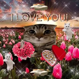 i love you! chocolates and roses for you 🐈 #cat #viral #catlover #catsoftiktok #jollytok #kittycat #lovecats #memecat #cattok #sillycat #viralcat 