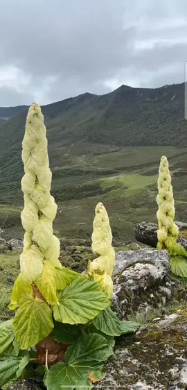 #creatorsearchinsights, #trendingcontent, #goviral, #foryoupage, #internettrends