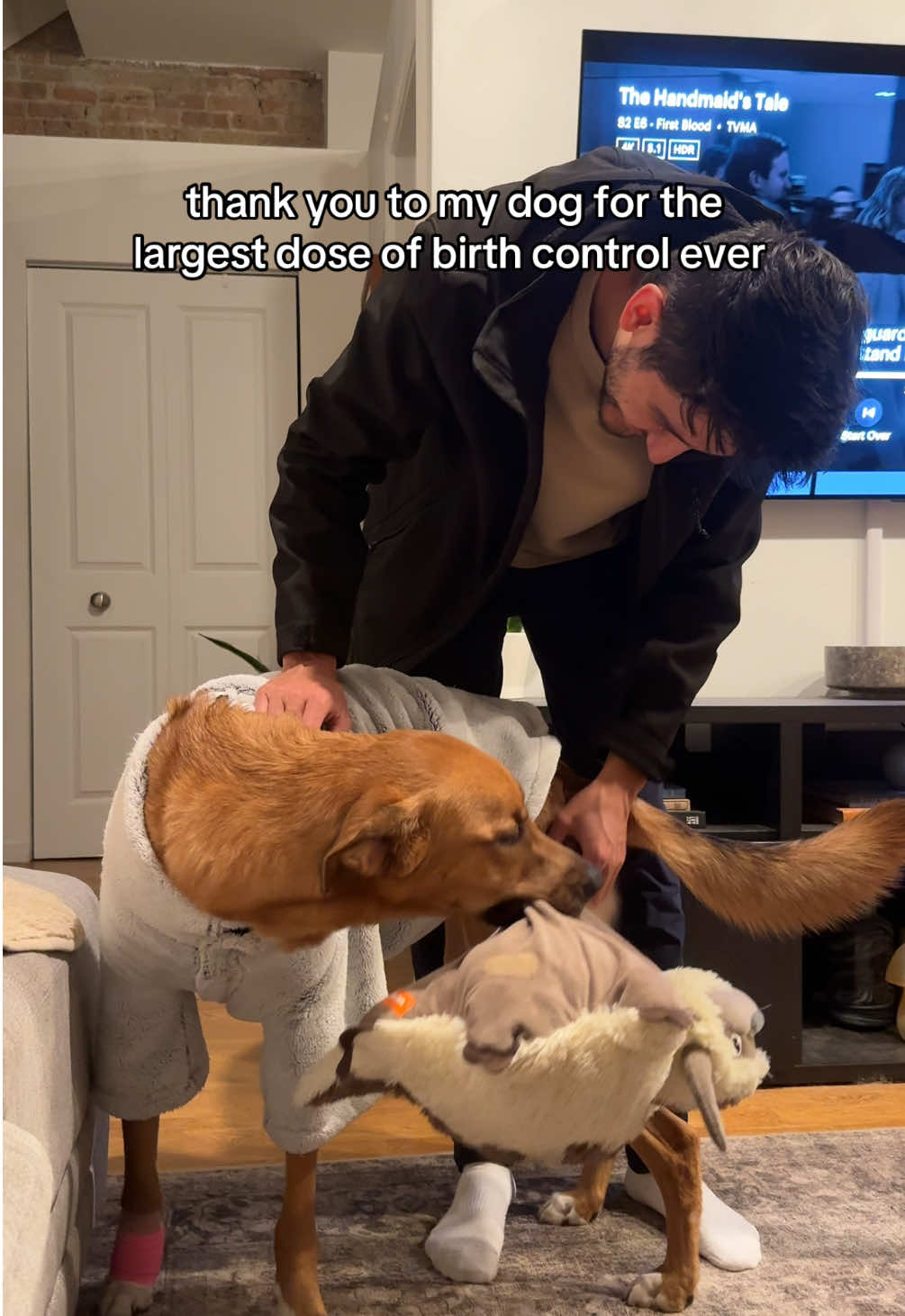 The snuggy, the stuffed animal, the bandage on his foot… How can I have a human child when I already have this big baby at home?? #dogsoftiktok #dogtok #doglover #bigbaby #fyp 