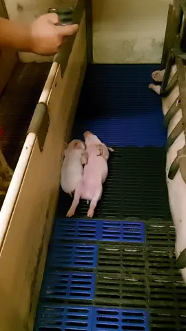 🇷🇴🇷🇴🇷🇴🇷🇴 Romania pig fom