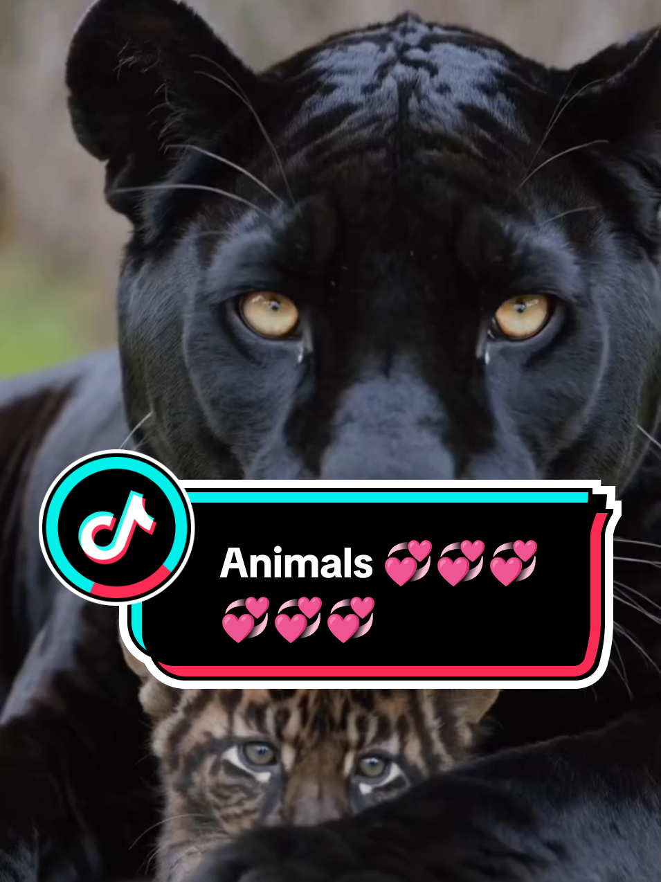 Animals Love's 💕🌎@SmileeHere88 #1million #trending #viral #fyp #Love #foryoupage #animals 