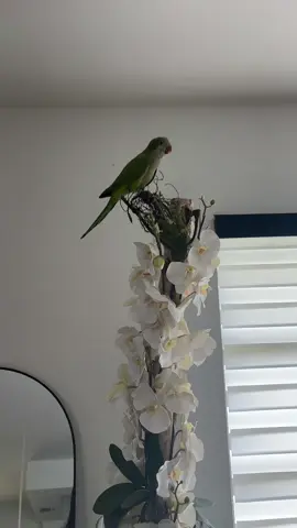 Limpiando su jaula #fentysuperbrandday #dailyvlog #momlife #bird 