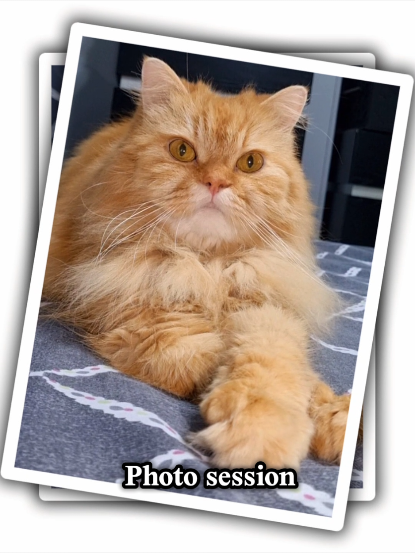 Meshoooooo ❤️  #pets #catlovers #lovecatsoftiktok😻 #petsloveres #cats #PetsOfTikTok #قطط_لطيفة 
