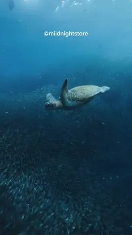 Nem tudo precisa acontecer agora. Você não precisa correr, competir ou se provar o tempo inteiro. O que é seu não exige pressa, exige presença. Seguir em frente, mesmo devagar, ainda é seguir. E a paz de quem caminha com calma sempre dura mais que a ansiedade de quem corre sem direção. #oceano #tartarugas #reflexão #pensamentos #mensagem #poesia #sentimentos #tipografia #status #profundidade #confiança #filosofia #amor