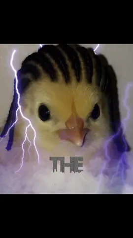 #CapCut 