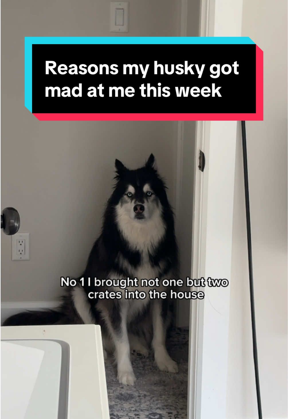 imma need a good lawyer after this weeks crimes against my husky 😮‍💨 #Husky #DogVideos #FunnyDogs 