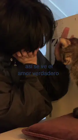 cuiden y amen mucho a sus gatitos #fyp #parati 