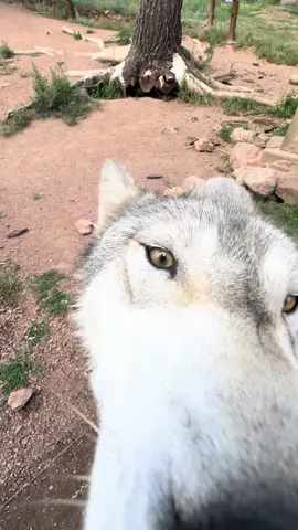 Nanuk here to deliver your weekly wolf ASMR.  Want to meet a wolf up close? We are open Tues-Wed, Fri-Sun! Wolfeducation.org #wolf #wolves #cwwc 