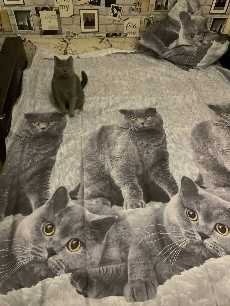 irl pusheen #pusheen 