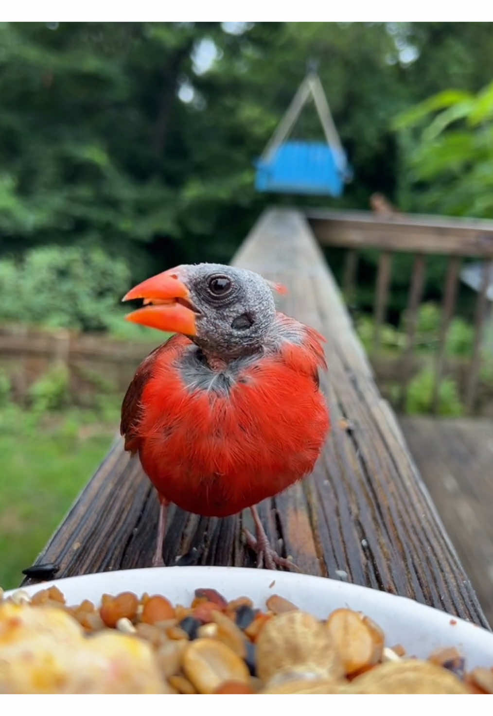 There’s no sight quite like a molting cardinal. 😬❤️#fyp #fypシ #birds 