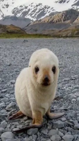 sealss^^#seal#seals#fyp 