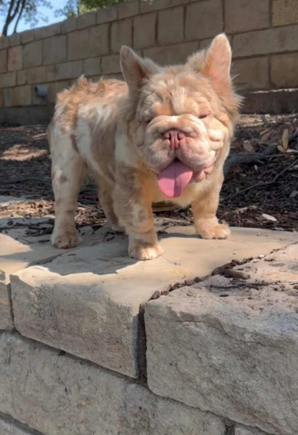 ESCROW 🧸UPDATE at  5 months old now 🤩coming along very nicely and will be looking to play very soon! Boy is the best new shade tan merle big rope in the world no doubt !! 😱. @mini_lux_pups LLC  #dogsofinstagram #dogoftheday #exoticbully #bigrope #fluffyfrenchie #frenchbulldog #nanobully 