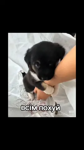 women rule the universe #help #rap #baby #viral #fyp #україна #рекомендації #путінхуйло🇺🇦 #video 