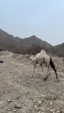 #البراق 