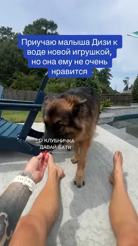 Приучаю Дизи к водичке новой игрушкой, но она ему не очень сильно нравится #немецкаяовчарка #собака #америка #сша 