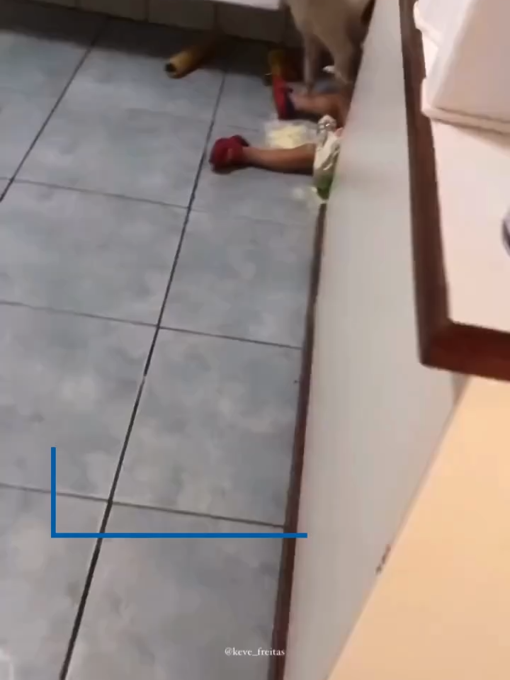 O pequeno Bernardo roubou o mucilon dos pais para comer escondido com a cachorrinha de estimação, a pequena Bela. O momento, que aconteceu em 2023, voltou a viralizar nas redes sociais e conquistou um novo público. Na época, Bernardo tinha 1 ano e a mãe dele, chamada Kevellin, relata que foi pega de surpresa com a cena. 