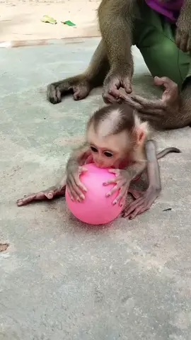 #monkeys #funn #cat #dog #monkey 