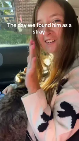 Both filmed in the same day I love my sunny bunny ❤️@lol you found my spam @evandangelo35 #straycat #foreverhome #ilovemycat 