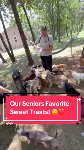 Here in Missouri it has been hotter than our seniors typically like, so Katie decided to whip up some frozen yogurt treats for all of our precious seniors! They absolutely loved them and we are so happy to see them snack away 🥹🫶🏼✨ #rescue #dogsoftiktok #seniordog #fyp #rescuedog  #seniordogsoftiktok #dogrescue #wwsds #dogtok #seniordogrescue#adoptdontshop