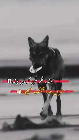 #viral_videos #videoviral #🐺  #تاجیک_هزاره_ازبک_پشتون_ترکمن🇦🇫 