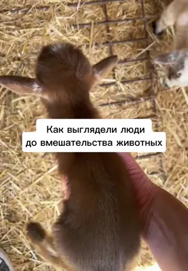 Как выглядели люди до вмешательства животных #рекомендации #врекомендации #каквыглядели #животные #люди #дикийогурец #foru 